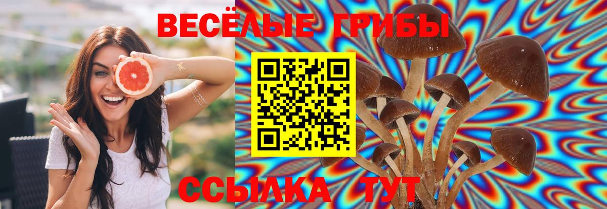 Кирово-Чепецк  закладки  Вход с VPN  Псилоцибиновые грибы GOLDEN TEACHER 